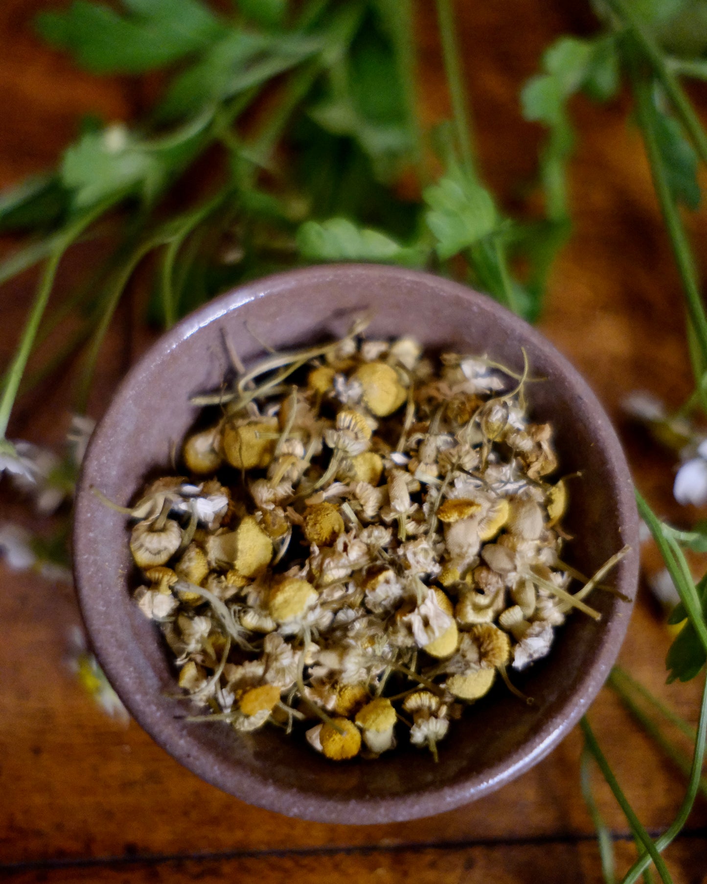 Chamomile | Apothecary Tea